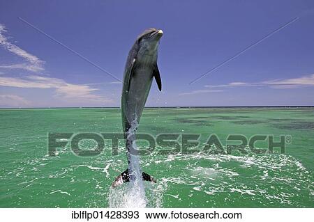 Stock Image - "Bottle-nosed Dolphin (Tursiops truncatus), adult leaping from water, Roatan, Honduras, Central America, America, North America". Fotosearch