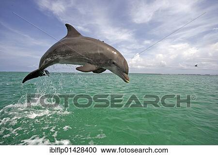 "Bottle-nosed Dolphin (Tursiops truncatus), adult leaping from water, Roatan, Honduras, Central America, America, North America" View Large Photo Image Stock Image - "Bottle-nosed Dolphin (Tursiops truncatus), adult leaping from water, Roatan, Honduras, Central America, America, North America". Fotosearch