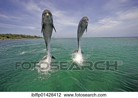 "Bottle-nosed Dolphin (Tursiops truncatus), adults leaping from water, Roatan, Honduras, Central America, America, North America" View Large Photo Image Stock Image - "Bottle-nosed Dolphin (Tursiops truncatus), adults leaping from water, Roatan, Honduras, Central America, America, North America". Fotosearch