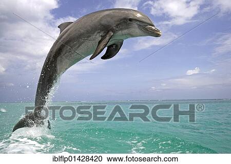 "Bottle-nosed Dolphin (Tursiops truncatus), adult leaping from water, Roatan, Honduras, Central America, America, North America" View Large Photo Image Stock Image - "Bottle-nosed Dolphin (Tursiops truncatus), adult leaping from water, Roatan, Honduras, Central America, America, North America". Fotosearch