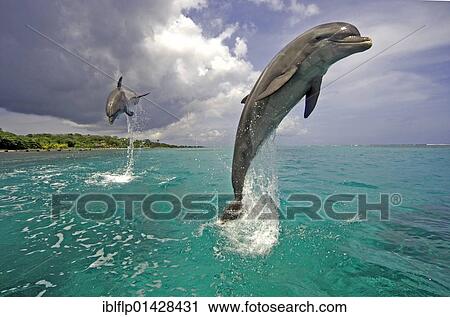"Bottle-nosed Dolphin (Tursiops truncatus), adults leaping from water, Roatan, Honduras, Central America, America, North America" View Large Photo Image Stock Image - "Bottle-nosed Dolphin (Tursiops truncatus), adults leaping from water, Roatan, Honduras, Central America, America, North America". Fotosearch
