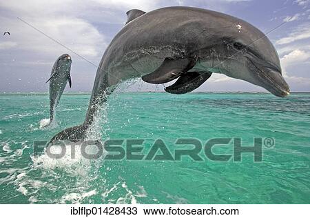 "Bottle-nosed Dolphin (Tursiops truncatus), adults leaping from water, Roatan, Honduras, Central America, America, North America" View Large Photo Image Stock Image - "Bottle-nosed Dolphin (Tursiops truncatus), adults leaping from water, Roatan, Honduras, Central America, America, North America". Fotosearch