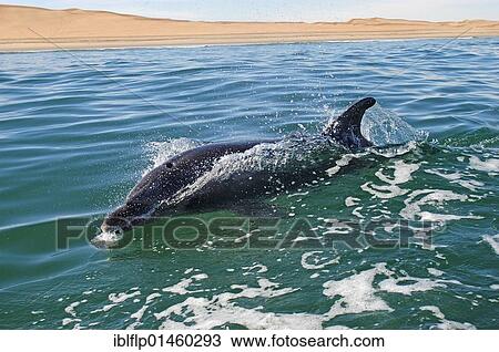 "Bottle-nosed Dolphin (Tursiops truncatus), swimming close to desert coast, Walvis Bay, Namibia, Africa" View Large Photo Image Stock Image - "Bottle-nosed Dolphin (Tursiops truncatus), swimming close to desert coast, Walvis Bay, Namibia, Africa". Fotosearch