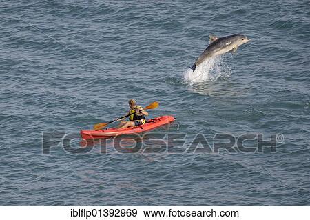 "Bottle-nosed Dolphin (Tursiops truncatus), adult leaping beside kayak, Folkestone, Kent, England, United Kingdom, Europe" View Large Photo Image Stock Photo - "Bottle-nosed Dolphin (Tursiops truncatus), adult leaping beside kayak, Folkestone, Kent, England, United Kingdom, Europe". Fotosearch