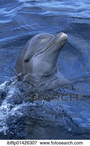 "Bottle-nosed Dolphin (Tursiops truncatus), swimming, portrait, Caribbean Sea, Honduras, Central America, North America" View Large Photo Image Stock Photo - "Bottle-nosed Dolphin (Tursiops truncatus), swimming, portrait, Caribbean Sea, Honduras, Central America, North America". Fotosearch