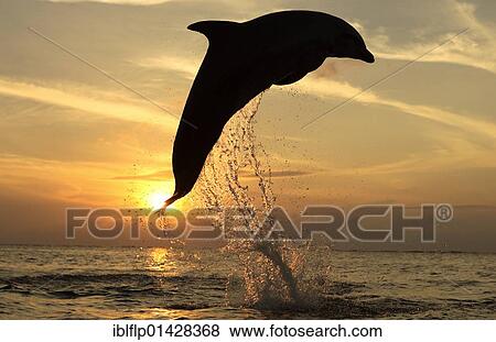 "Bottle-nosed Dolphin (Tursiops truncatus), adult leaping at sunset, Roatan, Honduras, Central America, America, North America" View Large Photo Image Stock Photo - "Bottle-nosed Dolphin (Tursiops truncatus), adult leaping at sunset, Roatan, Honduras, Central America, America, North America". Fotosearch