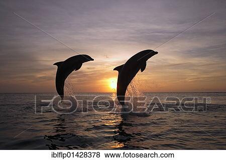 "Bottle-nosed Dolphin (Tursiops truncatus), adults leaping at sunset, Roatan, Honduras, Central America, America, North America" View Large Photo Image Stock Photo - "Bottle-nosed Dolphin (Tursiops truncatus), adults leaping at sunset, Roatan, Honduras, Central America, America, North America". Fotosearch