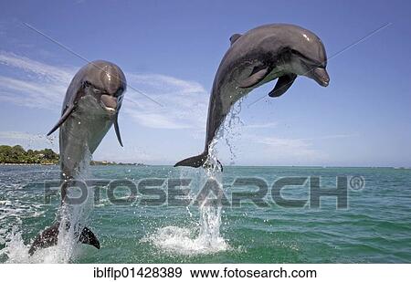 "Bottle-nosed Dolphin (Tursiops truncatus), adults leaping from water, Roatan, Honduras, Central America, America, North America" View Large Photo Image Stock Photo - "Bottle-nosed Dolphin (Tursiops truncatus), adults leaping from water, Roatan, Honduras, Central America, America, North America". Fotosearch