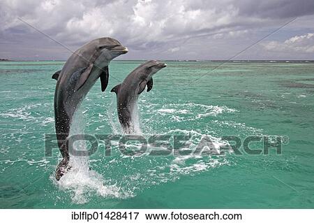 "Bottle-nosed Dolphin (Tursiops truncatus), adults leaping from water, Roatan, Honduras, Central America, America, North America" View Large Photo Image Stock Photo - "Bottle-nosed Dolphin (Tursiops truncatus), adults leaping from water, Roatan, Honduras, Central America, America, North America". Fotosearch