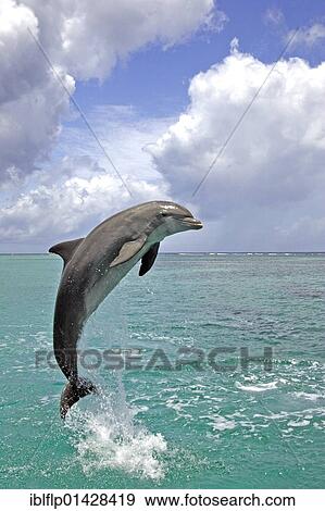 Stock Photo - "Bottle-nosed Dolphin (Tursiops truncatus), adult leaping from water, Roatan, Honduras, Central America, America, North America". Fotosearch