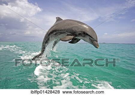 "Bottle-nosed Dolphin (Tursiops truncatus), adult leaping from water, Roatan, Honduras, Central America, America, North America" View Large Photo Image Stock Photo - "Bottle-nosed Dolphin (Tursiops truncatus), adult leaping from water, Roatan, Honduras, Central America, America, North America". Fotosearch