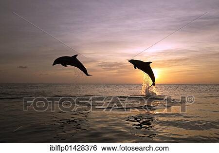 "Bottle-nosed Dolphin (Tursiops truncatus), adults leaping at sunset, Roatan, Honduras, Central America, America, North America" View Large Photo Image Stock Photograph - "Bottle-nosed Dolphin (Tursiops truncatus), adults leaping at sunset, Roatan, Honduras, Central America, America, North America". Fotosearch