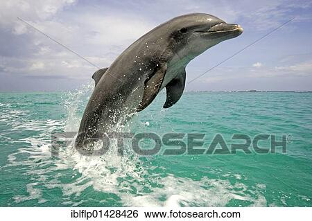 "Bottle-nosed Dolphin (Tursiops truncatus), adult leaping from water, Roatan, Honduras, Central America, America, North America" View Large Photo Image Stock Photograph - "Bottle-nosed Dolphin (Tursiops truncatus), adult leaping from water, Roatan, Honduras, Central America, America, North America". Fotosearch