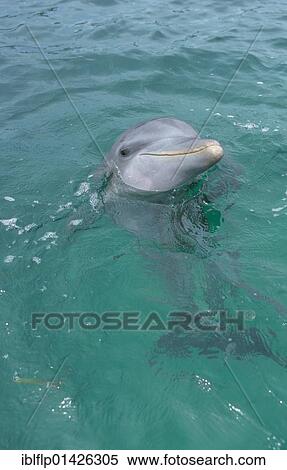 Stock Photography - "Bottle-nosed Dolphin (Tursiops truncatus), head and shoulders out of water, Caribbean Sea, Honduras, Central America, North America". Fotosearch
