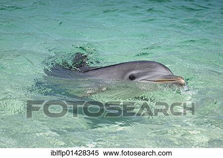 "Bottle-nosed Dolphin (Tursiops truncatus), adult swimming, Roatan, Honduras, Central America, America, North America" View Large Photo Image Stock Photography - "Bottle-nosed Dolphin (Tursiops truncatus), adult swimming, Roatan, Honduras, Central America, America, North America". Fotosearch