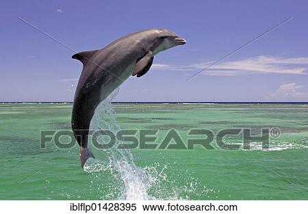 Stock Photography - "Bottle-nosed Dolphin (Tursiops truncatus), adult leaping from water, Roatan, Honduras, Central America, America, North America". Fotosearch