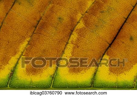 "Bottlebrush Buckeye (Aesculus parviflora), leaf structure, back-lit, changing to autumn colours, Hesse, Germany, Europe" View Large Photo Image Stock Image - "Bottlebrush Buckeye (Aesculus parviflora), leaf structure, back-lit, changing to autumn colours, Hesse, Germany, Europe". Fotosearch