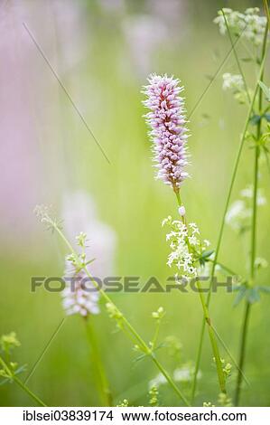 Picture - "Bottlebrush (Callistemon), Lautertal, Ehingen, Baden Wurttemberg, Germany, Europe". Fotosearch