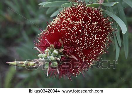 Picture - "Bottlebrush (Callistemon speciosus), greenhouse". Fotosearch