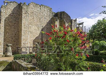 "Bottlebrush Shrub and back wall of the Roman Theatre, Merida, Extremadura, Spain, Europe" View Large Photo Image Stock Image - "Bottlebrush Shrub and back wall of the Roman Theatre, Merida, Extremadura, Spain, Europe". Fotosearch