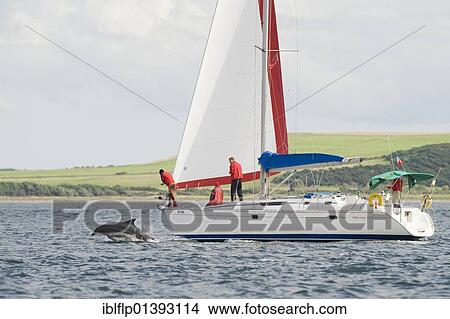 "Bottlenose Dolphin (Tursiops truncatus), adult, breaching, bow-riding sailing boat, Chanonry Point, Black Isle, Moray Firth, Scotland, United Kingdom, Europe" View Large Photo Image Picture - "Bottlenose Dolphin (Tursiops truncatus), adult, breaching, bow-riding sailing boat, Chanonry Point, Black Isle, Moray Firth, Scotland, United Kingdom, Europe". Fotosearch