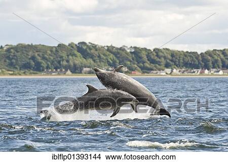 "Bottlenose Dolphin (Tursiops truncatus), two adults, breaching, Chanonry Point, Black Isle, Moray Firth, Scotland, United Kingdom, Europe" View Large Photo Image Picture - "Bottlenose Dolphin (Tursiops truncatus), two adults, breaching, Chanonry Point, Black Isle, Moray Firth, Scotland, United Kingdom, Europe". Fotosearch