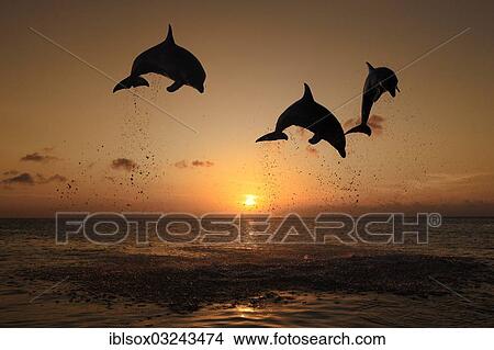"Bottlenose Dolphin (Tursiops truncatus), three dolphins leaping out of the water at sunset, captive, Honduras, North America" View Large Photo Image Picture - "Bottlenose Dolphin (Tursiops truncatus), three dolphins leaping out of the water at sunset, captive, Honduras, North America". Fotosearch
