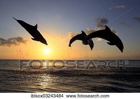 "Bottlenose Dolphin (Tursiops truncatus), three dolphins leaping out of the water at sunset, captive, Honduras, North America" View Large Photo Image Picture - "Bottlenose Dolphin (Tursiops truncatus), three dolphins leaping out of the water at sunset, captive, Honduras, North America". Fotosearch