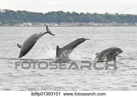 "Bottlenose Dolphin (Tursiops truncatus), three adults, breaching, Chanonry Point, Black Isle, Moray Firth, Scotland, United Kingdom, Europe" View Large Photo Image Stock Image - "Bottlenose Dolphin (Tursiops truncatus), three adults, breaching, Chanonry Point, Black Isle, Moray Firth, Scotland, United Kingdom, Europe". Fotosearch