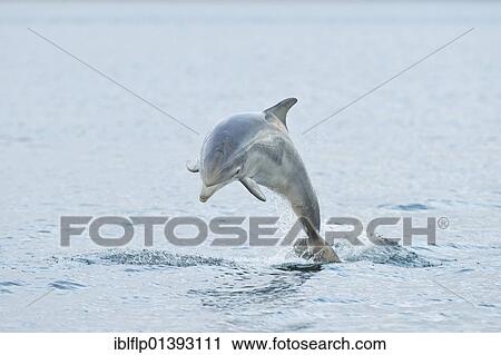 "Bottlenose Dolphin (Tursiops truncatus), one year old calf, breaching, Chanonry Point, Black Isle, Moray Firth, Scotland, United Kingdom, Europe" View Large Photo Image Stock Image - "Bottlenose Dolphin (Tursiops truncatus), one year old calf, breaching, Chanonry Point, Black Isle, Moray Firth, Scotland, United Kingdom, Europe". Fotosearch