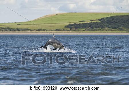 "Bottlenose Dolphin (Tursiops truncatus), adult, breaching, Chanonry Point, Black Isle, Moray Firth, Scotland, United Kingdom, Europe" View Large Photo Image Stock Image - "Bottlenose Dolphin (Tursiops truncatus), adult, breaching, Chanonry Point, Black Isle, Moray Firth, Scotland, United Kingdom, Europe". Fotosearch