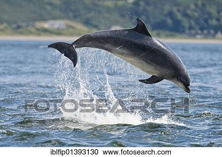 "Bottlenose Dolphin (Tursiops truncatus), adult, breaching, Chanonry Point, Black Isle, Moray Firth, Scotland, United Kingdom, Europe" View Large Photo Image Stock Image - "Bottlenose Dolphin (Tursiops truncatus), adult, breaching, Chanonry Point, Black Isle, Moray Firth, Scotland, United Kingdom, Europe". Fotosearch