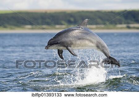 "Bottlenose Dolphin (Tursiops truncatus), adult, breaching, Chanonry Point, Black Isle, Moray Firth, Scotland, United Kingdom, Europe" View Large Photo Image Stock Image - "Bottlenose Dolphin (Tursiops truncatus), adult, breaching, Chanonry Point, Black Isle, Moray Firth, Scotland, United Kingdom, Europe". Fotosearch