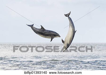 Stock Image - "Bottlenose Dolphin (Tursiops truncatus), two adults, breaching, Chanonry Point, Black Isle, Moray Firth, Scotland, United Kingdom, Europe". Fotosearch