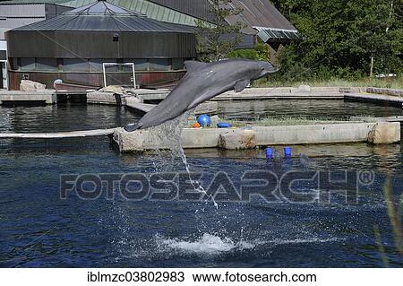 "Bottlenose dolphin (Tursiops truncatus) jumping, show in the Delfinarium, Nuremberg Zoo, Nuremberg, Middle Franconia, Bavaria, Germany, Europe" View Large Photo Image Stock Image - "Bottlenose dolphin (Tursiops truncatus) jumping, show in the Delfinarium, Nuremberg Zoo, Nuremberg, Middle Franconia, Bavaria, Germany, Europe". Fotosearch