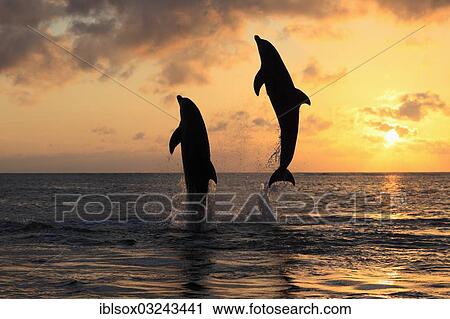 "Bottlenose Dolphin (Tursiops truncatus), two dolphins leaping out of the water at sunset, captive, Honduras, North America" View Large Photo Image Stock Image - "Bottlenose Dolphin (Tursiops truncatus), two dolphins leaping out of the water at sunset, captive, Honduras, North America". Fotosearch