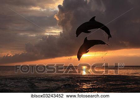 "Bottlenose Dolphin (Tursiops truncatus), two dolphins leaping out of the water at sunset, captive, Honduras, North America" View Large Photo Image Stock Image - "Bottlenose Dolphin (Tursiops truncatus), two dolphins leaping out of the water at sunset, captive, Honduras, North America". Fotosearch