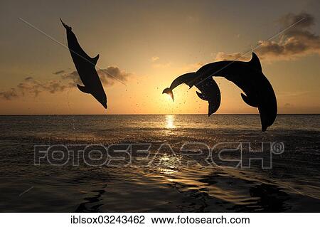 "Bottlenose Dolphin (Tursiops truncatus), three dolphins leaping out of the water at sunset, captive, Honduras, North America" View Large Photo Image Stock Image - "Bottlenose Dolphin (Tursiops truncatus), three dolphins leaping out of the water at sunset, captive, Honduras, North America". Fotosearch