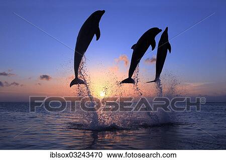 "Bottlenose Dolphin (Tursiops truncatus), two dolphins leaping out of the water at sunset, captive, Honduras, North America" View Large Photo Image Stock Image - "Bottlenose Dolphin (Tursiops truncatus), two dolphins leaping out of the water at sunset, captive, Honduras, North America". Fotosearch