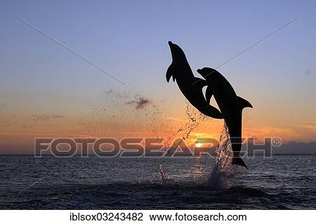 "Bottlenose Dolphin (Tursiops truncatus), two dolphins leaping out of the water at sunset, captive, Honduras, North America" View Large Photo Image Stock Image - "Bottlenose Dolphin (Tursiops truncatus), two dolphins leaping out of the water at sunset, captive, Honduras, North America". Fotosearch