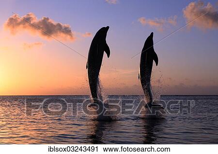 "Bottlenose Dolphin (Tursiops truncatus), two dolphins leaping out of the water at dusk, captive, Honduras, North America" View Large Photo Image Stock Image - "Bottlenose Dolphin (Tursiops truncatus), two dolphins leaping out of the water at dusk, captive, Honduras, North America". Fotosearch