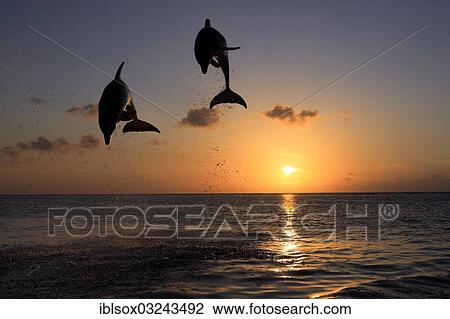 "Bottlenose Dolphin (Tursiops truncatus), two dolphins leaping out of the water at sunset, captive, Honduras, North America" View Large Photo Image Stock Image - "Bottlenose Dolphin (Tursiops truncatus), two dolphins leaping out of the water at sunset, captive, Honduras, North America". Fotosearch