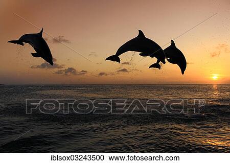 "Bottlenose Dolphin (Tursiops truncatus), three dolphins leaping out of the water at sunset, captive, Honduras, North America" View Large Photo Image Stock Image - "Bottlenose Dolphin (Tursiops truncatus), three dolphins leaping out of the water at sunset, captive, Honduras, North America". Fotosearch