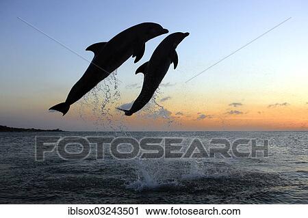 "Bottlenose Dolphin (Tursiops truncatus), two dolphins leaping out of the water at dusk, captive, Honduras, North America" View Large Photo Image Stock Image - "Bottlenose Dolphin (Tursiops truncatus), two dolphins leaping out of the water at dusk, captive, Honduras, North America". Fotosearch