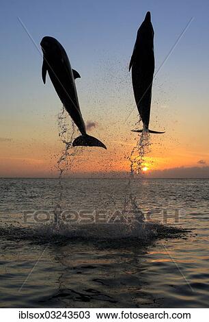 "Bottlenose Dolphin (Tursiops truncatus), two dolphins leaping out of the water at sunset, captive, Honduras, North America" View Large Photo Image Stock Image - "Bottlenose Dolphin (Tursiops truncatus), two dolphins leaping out of the water at sunset, captive, Honduras, North America". Fotosearch
