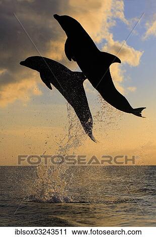 "Bottlenose Dolphin (Tursiops truncatus), two dolphins leaping out of the water at dusk, captive, Honduras, North America" View Large Photo Image Stock Image - "Bottlenose Dolphin (Tursiops truncatus), two dolphins leaping out of the water at dusk, captive, Honduras, North America". Fotosearch