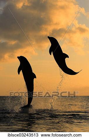 "Bottlenose Dolphin (Tursiops truncatus), two dolphins leaping out of the water at dusk, captive, Honduras, North America" View Large Photo Image Stock Image - "Bottlenose Dolphin (Tursiops truncatus), two dolphins leaping out of the water at dusk, captive, Honduras, North America". Fotosearch