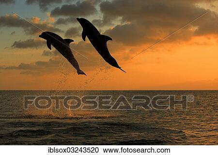 "Bottlenose Dolphin (Tursiops truncatus), two dolphins leaping out of the water at dusk, captive, Honduras, North America" View Large Photo Image Stock Image - "Bottlenose Dolphin (Tursiops truncatus), two dolphins leaping out of the water at dusk, captive, Honduras, North America". Fotosearch