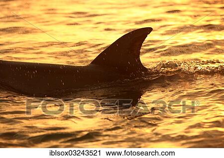 "Bottlenose dolphin (Tursiops truncatus), dorsal fin at dusk, captive, Honduras, North America" View Large Photo Image Stock Image - "Bottlenose dolphin (Tursiops truncatus), dorsal fin at dusk, captive, Honduras, North America". Fotosearch