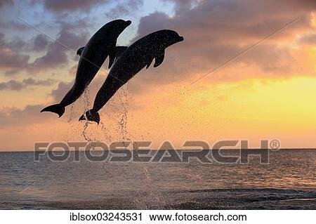 "Bottlenose Dolphin (Tursiops truncatus), two dolphins leaping out of the water at dusk, captive, Honduras, North America" View Large Photo Image Stock Image - "Bottlenose Dolphin (Tursiops truncatus), two dolphins leaping out of the water at dusk, captive, Honduras, North America". Fotosearch